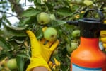 10 Natural Ways To Repel Bugs From Fruit Trees For A Healthier Harvest