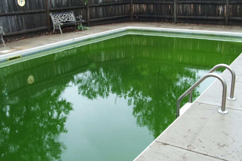 10 FAQs About How To Get Rid Of Algae In Swimming Pool