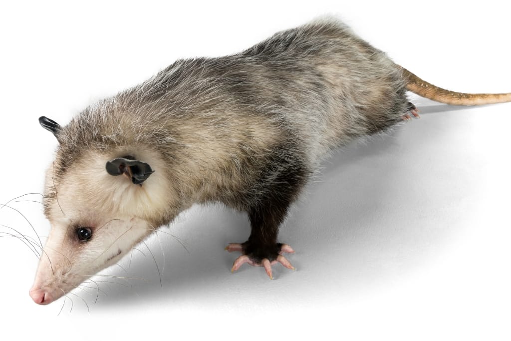 How To Get Rid Of A Possum In Your Garage