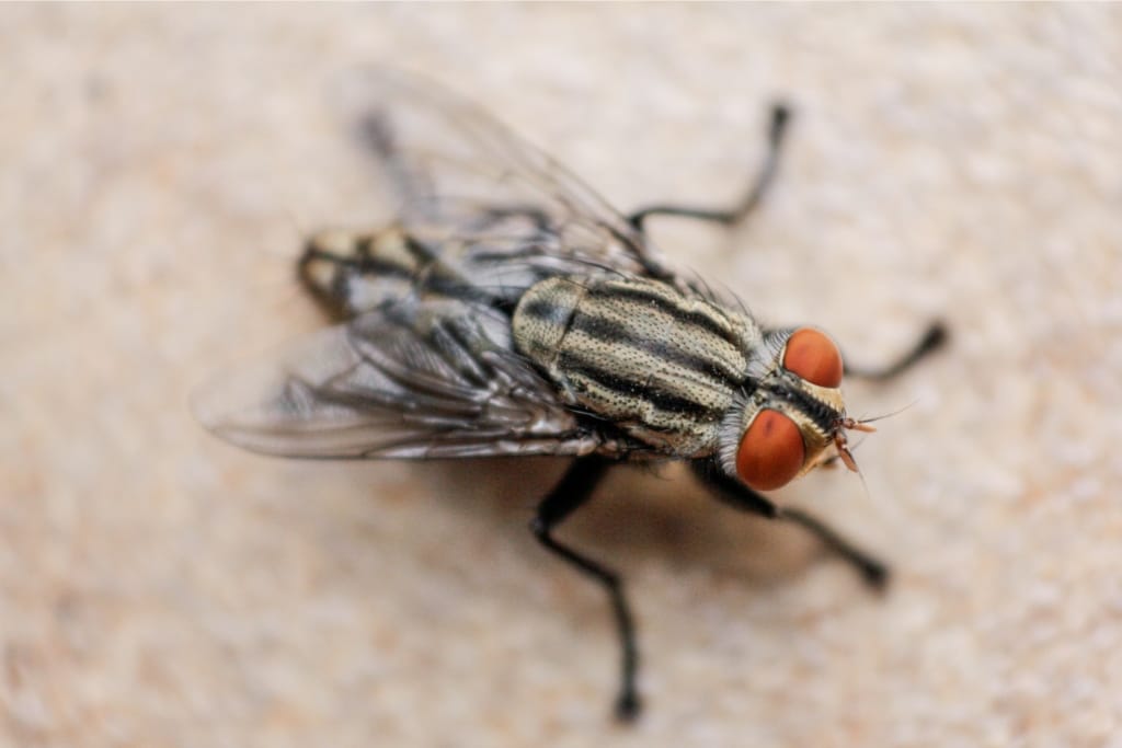 How To Get Rid Of Flies In The Garage