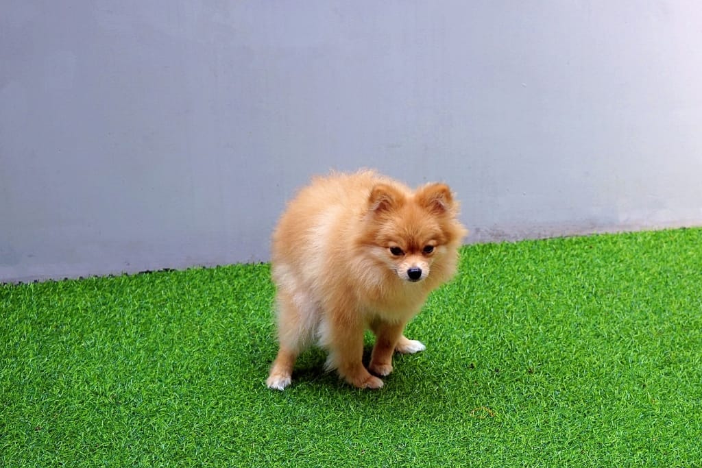 How To Get Dog Poop Out Of Artificial Grass