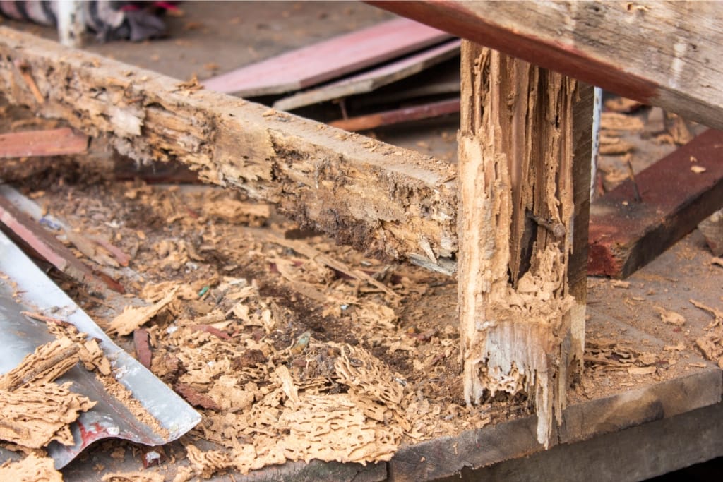 8 Common Myths About Dry Rot Repair Debunked
