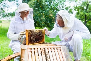 9 Tips For Getting Started With Beekeeping