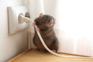 5 Prevention Tips For Keeping Rodents Out Of Your Home