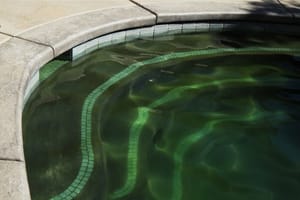 How To Kill Black Algae In A Swimming Pool