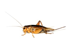 How To Get Rid Of Crickets In The Garage