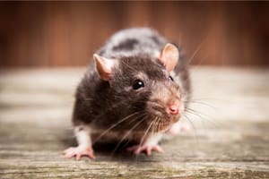 How To Get Rid Of Rats In The Garage