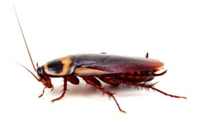 How To Get Rid Of Roaches In The Garage