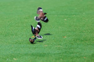 How To Remove Bird Poop From Artificial Grass