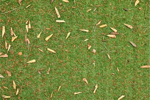 How To Remove Leaves From Artificial Grass