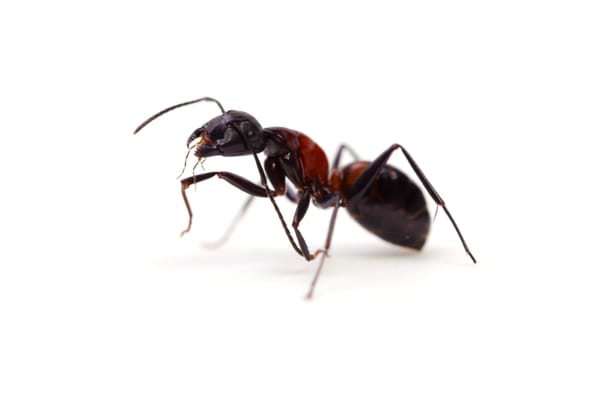 How To Get Rid Of Ants In A Garage
